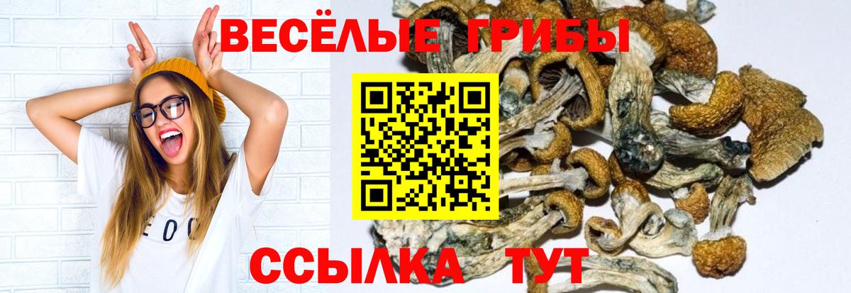 Псилоцибиновые грибы Psilocybine cubensis Карачаевск